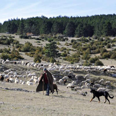 André Rives, berger sur le causse Méjean et son troupeau - Parc national des Cévennes © Damourette / Coeurs de nature / SIPA