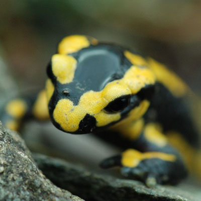 Salamandre tachetée - Parc national des Ecrins © Olivier Warluzelle