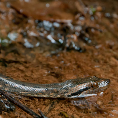 Anaconda vert © Guillaume Feuillet - Parc amazonien de Guyane
