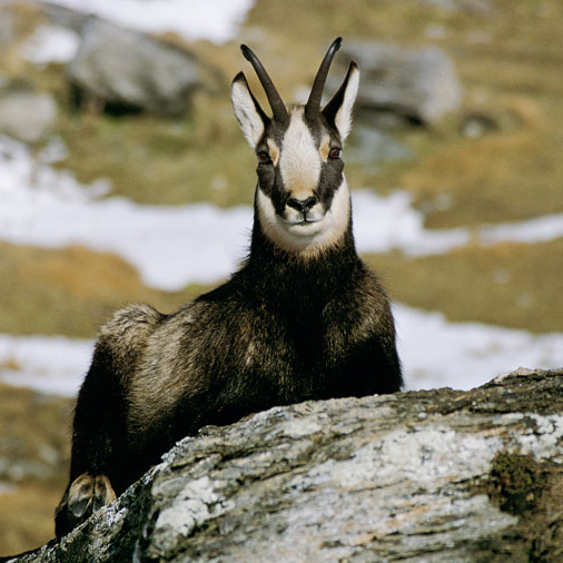 Chamois - PNV © M. Bouche