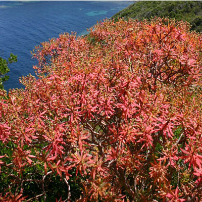 Euphorbe Arborescent ©  Ch. Gerardin - Parc national de Port-Cros