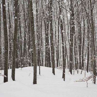 Forêt