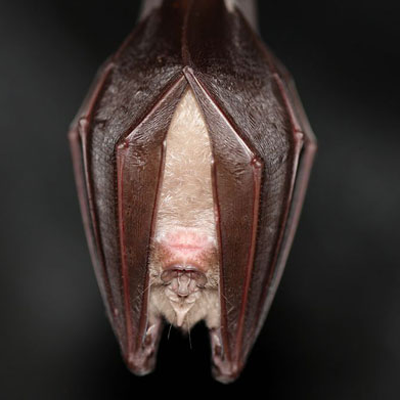 Grand rhinolophe - PNE © Marc Corail