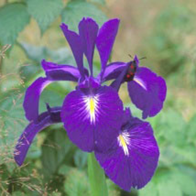  Iris des Pyrénées © PNP