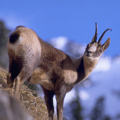 Isard © Parc national des Pyrénées / JP.Crampe