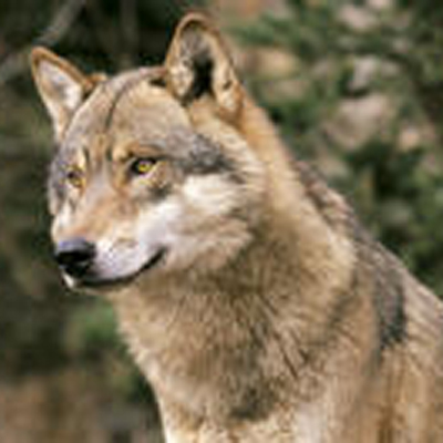 Loup © PNM