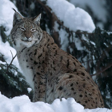 Lynx © Robert Chevalier - PNE