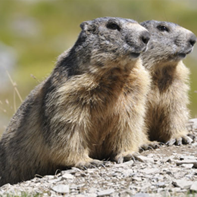 Marmottes - PNM © Jacques Blanc