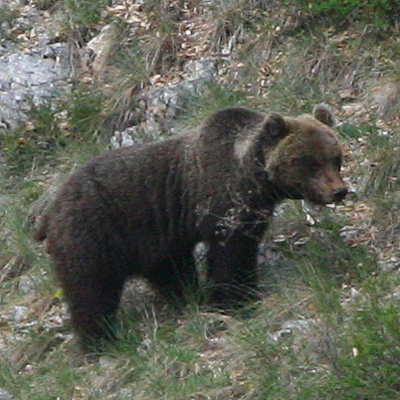 Ours des Pyrénées ©  Y. Bielle