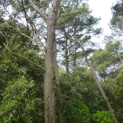 fôret ancienne