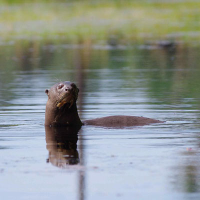 Loutre géante d'Amazonie © Christian Moulin
