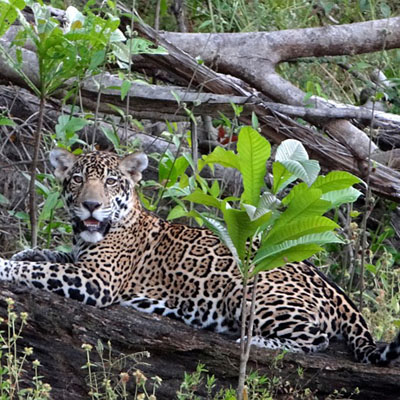 Jaguar - Parc amazonien de Guyane © Fabien Leplat