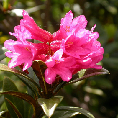 Rhododendron ferrugineux © Olivier Warluzelle PNE