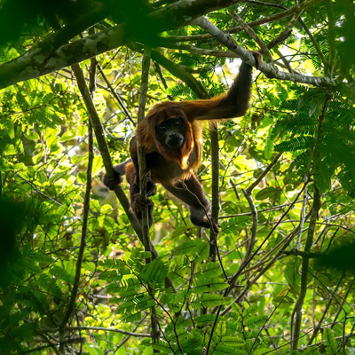 Singe hurleur roux © Guillaume Feuillet - PAG