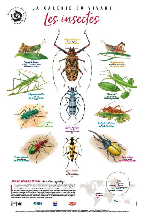 Lithographie "La galerie du vivant"  #1 - Les insectes
