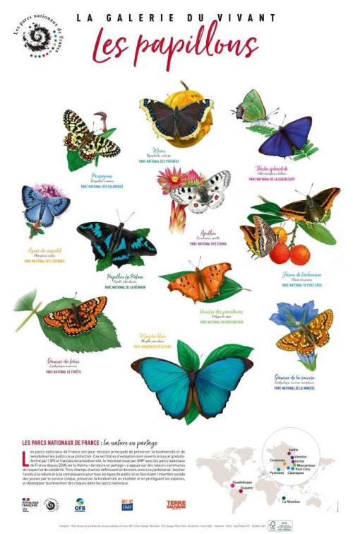 Lithographie "La galerie du vivant" #3 - Les papillons