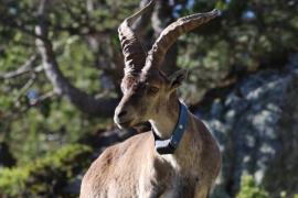Bouquetin ibérique ; Alexandre Garnier / Parc national des Pyrénées