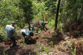 Projet Life+ Corexerun © Parc national de la Réunion