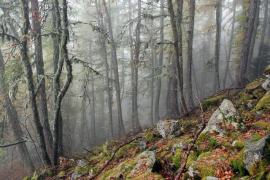 Forêt du Parc national des Ecrins © DR Parc national des Ecrins