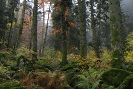 Forêt du Parc national des Cévennes © Marie Thomas - OFB