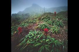 La Soufrière - Des pluies abondantes s’abattent toute l’année sur les plus hauts sommets de la Guadeloupe. L’atmosphère y est constamment saturée d’humidité. Sur des sols acides et gorgés d’eau, et en raison des vents violents, les grandes espèces sylvicoles laissent place à une végétation spécialisée dominée par les mousses, les sphaignes, les lichens, et quelques plantes à fleurs comme les ananas-montagne jaunes ou rouges.  © Patrick Desgraupes