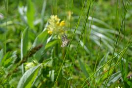 Biodiversité des prairies fleuries du Parc national des Ecrins - © V. Boussou / PNF
