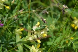 Biodiversité des prairies fleuries du Parc national des Ecrins - © V. Boussou / PNF