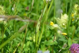 Biodiversité des prairies fleuries du Parc national des Ecrins - © V. Boussou / PNF