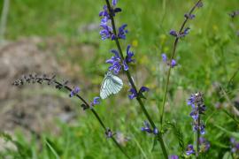 Biodiversité des prairies fleuries du Parc national des Ecrins - © V. Boussou / PNF