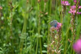 Biodiversité des prairies fleuries du Parc national des Ecrins - © V. Boussou / PNF