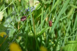 Biodiversité des prairies fleuries du Parc national des Ecrins - © V. Boussou / PNF