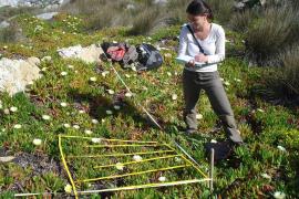 Restauration écologique de l'île de Bagaud - inventaire flore © Parc national de Port-Cros
