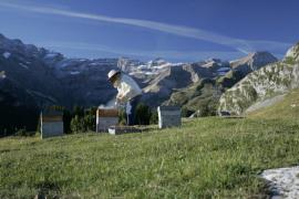 Rucher des fées dans le Parc national des Pyrénées © Viviane Luc
