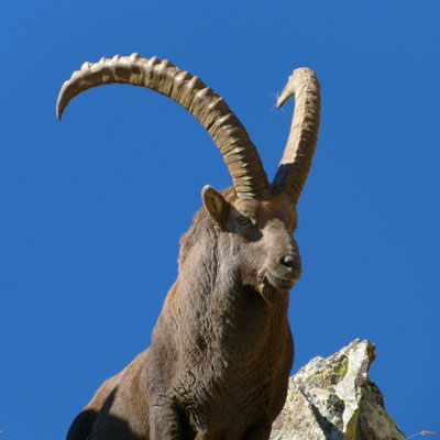 Bouquetin des alpes © Laurent Malthieux / PNM