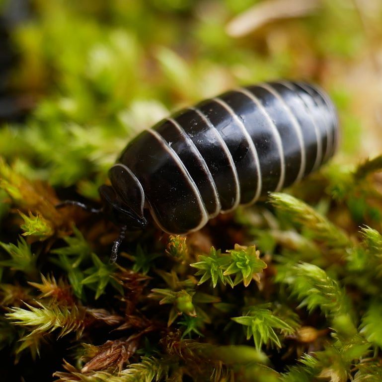 Gloméris marginé © Damien Combrisson - Parc national des Ecrins