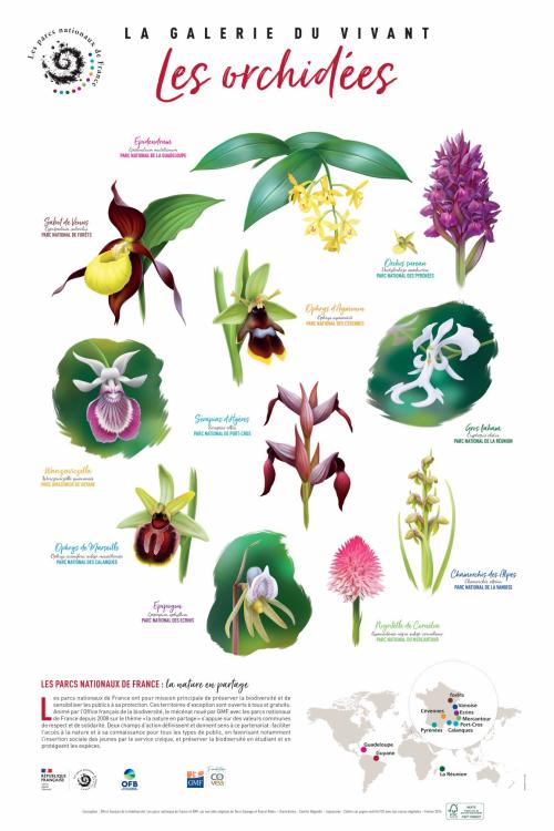 Lithographie « La galerie du vivant » / Les orchidées © OFB, les parcs nationaux de France, GMF, Camille Dégardin