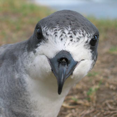 1-petrel_barau_martin_riethmuller1.jpg