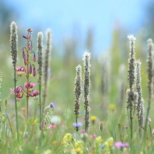 prairie naturelle