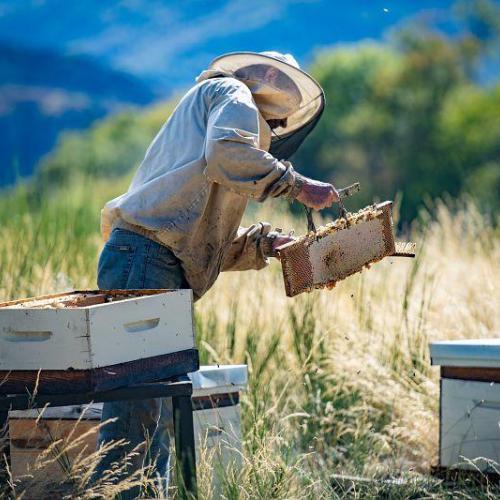 Pierre de La Rue du Can © Régis Domergue - Parc national des Cévennes
