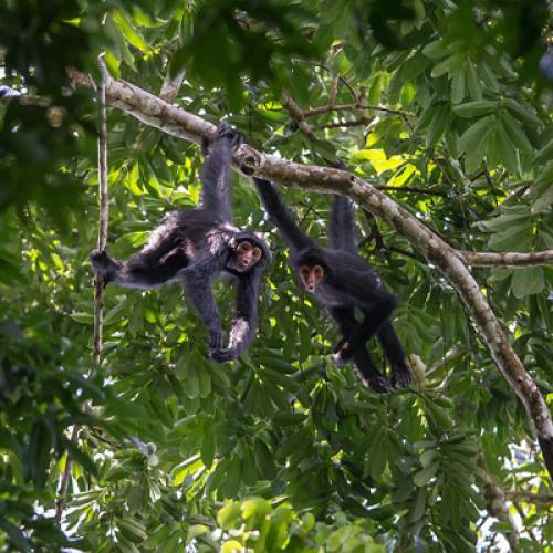 ateles_noirs_atelus_paniscus_c_aurelien_brusini_1.jpg