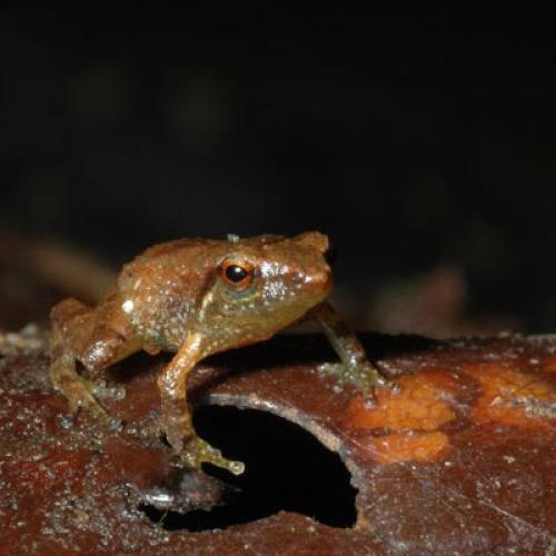 La salamandre tachetée  Portail des parcs nationaux de France