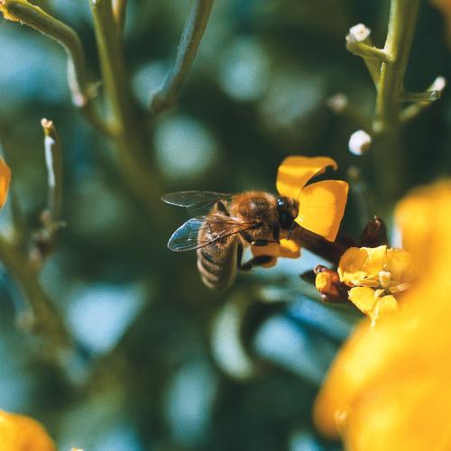 bd_pnc_abeille_sur_genet_en_fleur_c_parc_national_des_cevennes.jpg