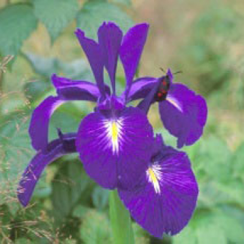 iris_des_pyrenees_1.png