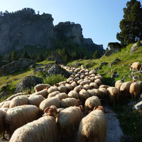 m._hervieu_-_parc_national_des_pyrenees_bd.jpg