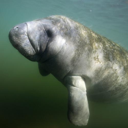 manatee1_1.jpg