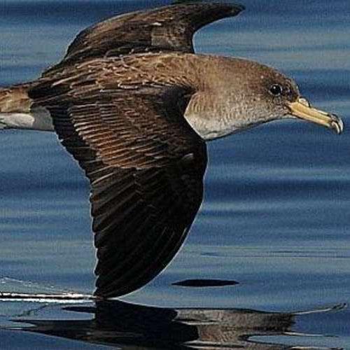 point-rencontre-les-oiseaux-marins_format_1280x5001.jpg