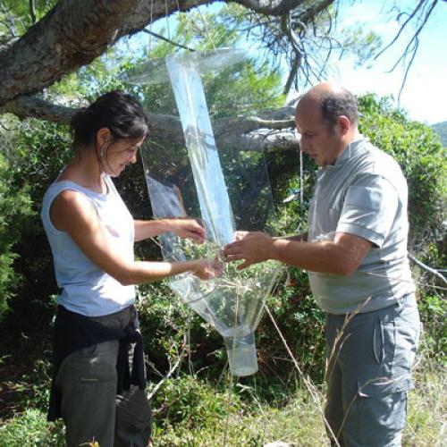 restauration-ecologique-de-l-ile-de-bagaud-point-zero-faune-entomologique_1.jpg