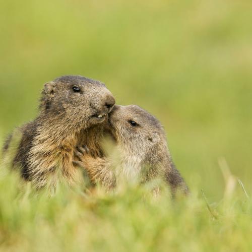 Faune des parcs nationaux de France