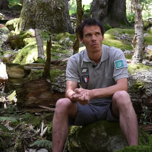 Eloge des vieilles forêts aux Pyrénées