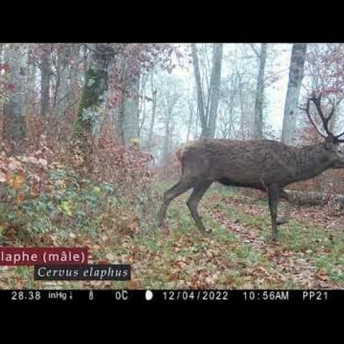 Pièges photo au Parc national de forêts